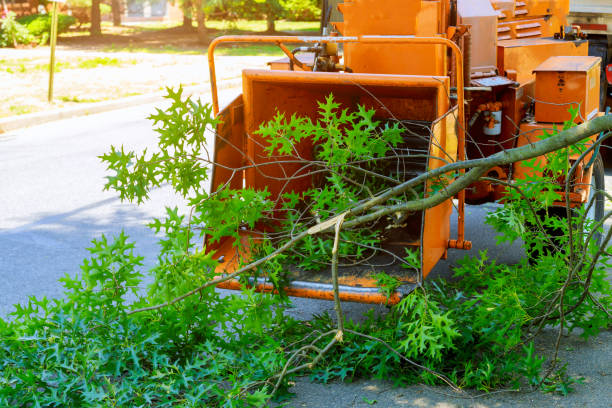 Reliable Milltown, NJ Tree Services Solutions