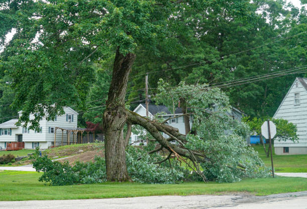 How Our Tree Care Process Works  in  Milltown, NJ